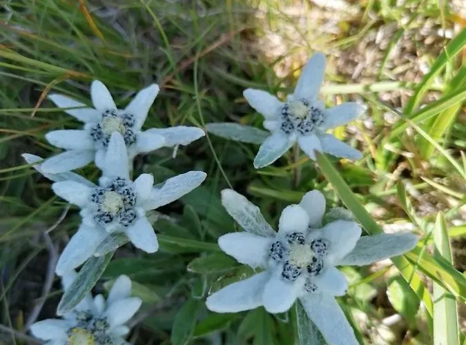 Apartamento Serlesblick
