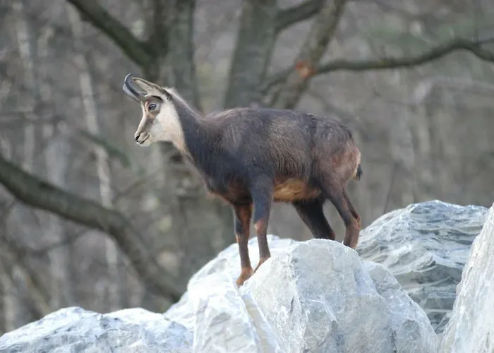 Apartamento Serlesblick *