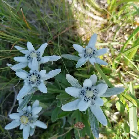 Apartment Serlesblick