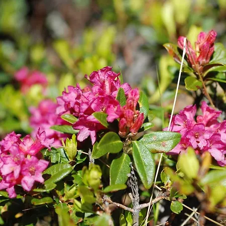 Serlesblick Apartment